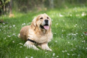 une golden retriever couché dans l'herbe