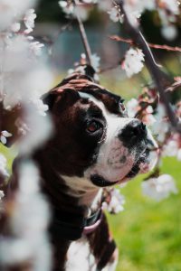 Un boxer mignon dans les fleurs de cerisiers
