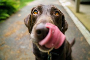 Un labrador chocolat en gros plan mignon