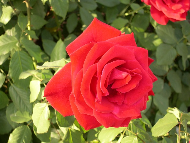 fleur-rose