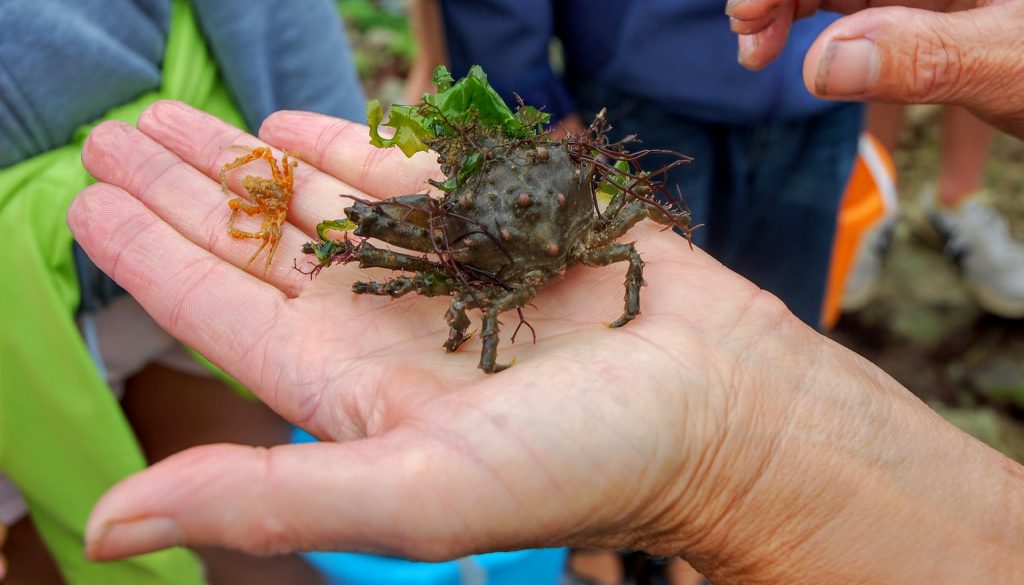 Un joli crabe observé à l'île d'oléron