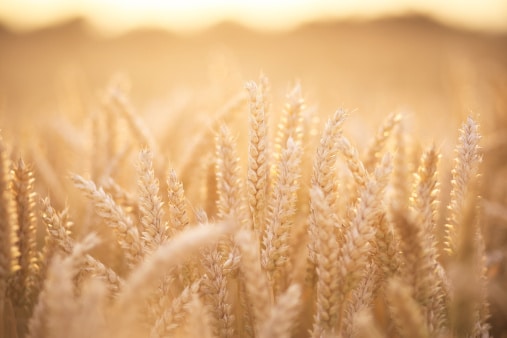 Gluten : que faut-il savoir ?
