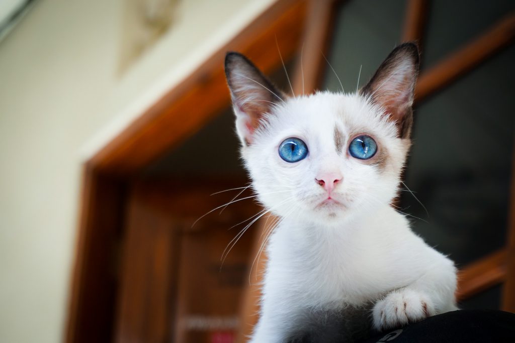 Chaton blanc aux yeux bleus sur le rebord d'une fenêtre